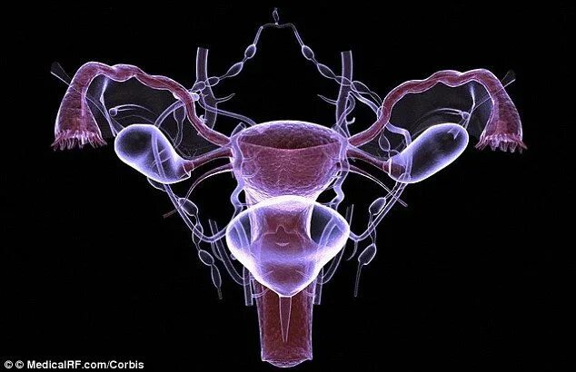 Половая система фото What IS the truth about the Pill Symptoms of polycystic ovaries, Ovaries, Fallop