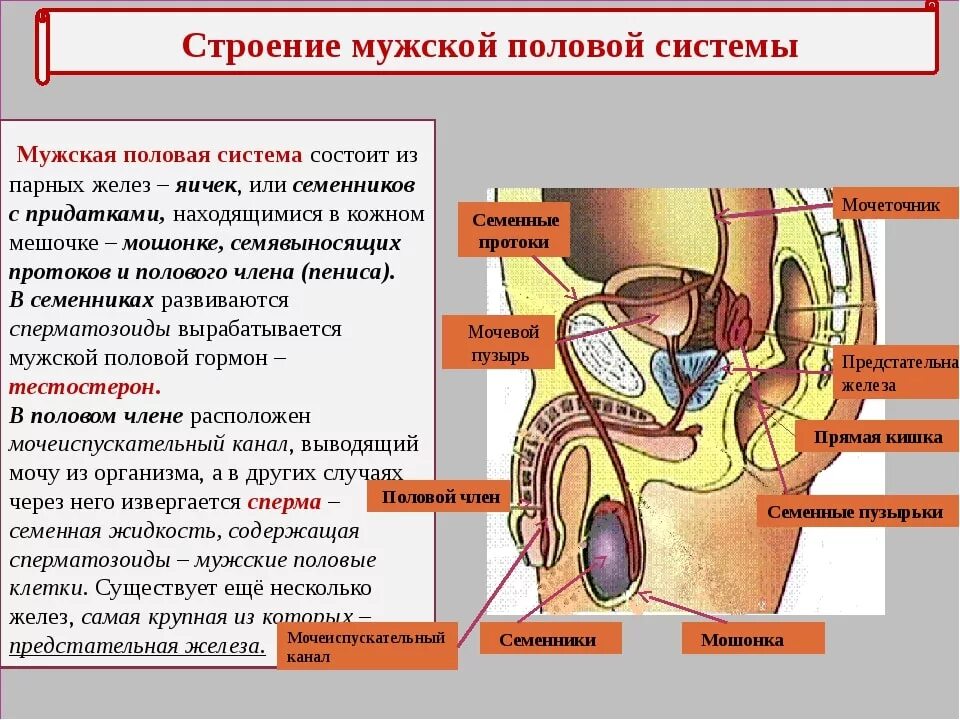 Половая система фото Строение глаза человека