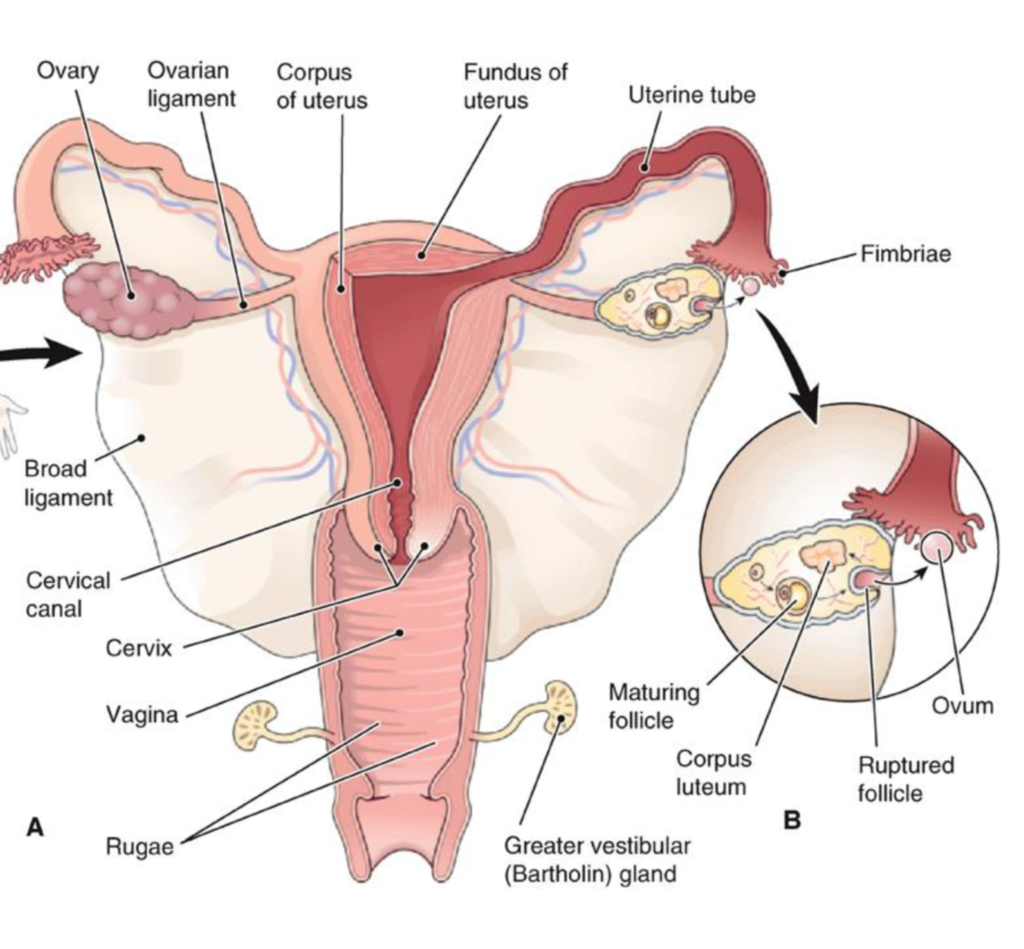 Половая система фото What Are The Functions Of The Female Reproductive System Quizlet - Printable For