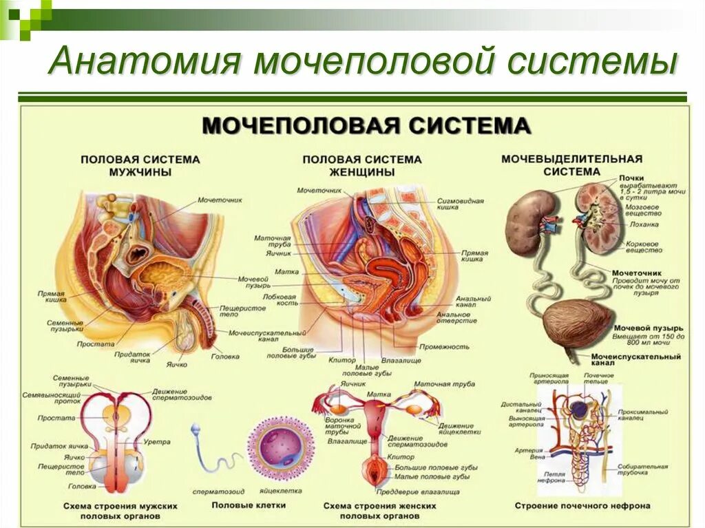 Половая система фото Женская половая система анатомия: найдено 71 изображений