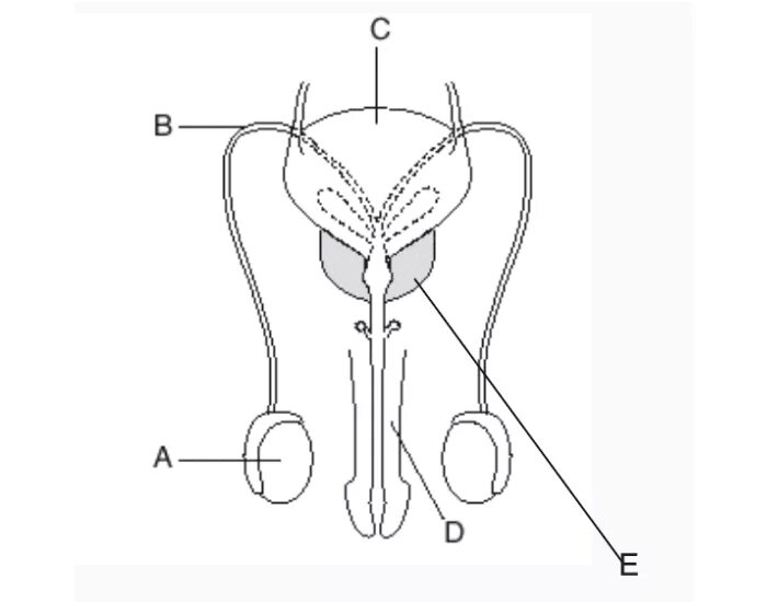 Половая система мужчины фото Male Reproductive System Quiz