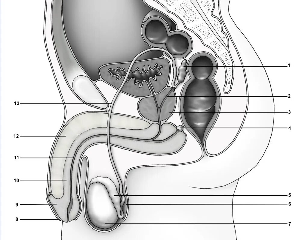 Половая система мужчины фото Male Reproductive System - Diagram Diagram Quizlet