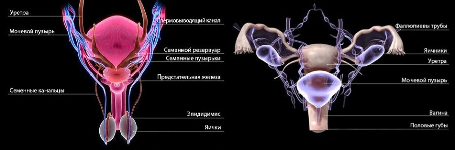 Половая система мужчины фото Половое строение мужчины и женщины: найдено 82 изображений