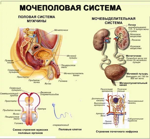 Половая система мужчины фото Мочеполовая система мужчины и инфекционные заболевания: симптомы и схема лечения