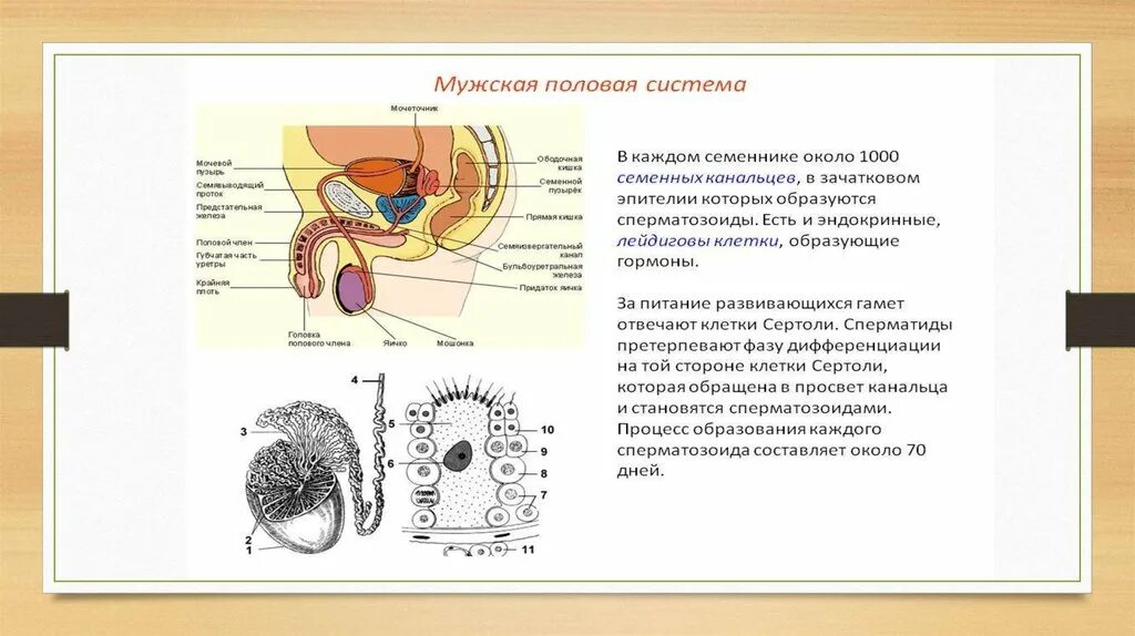 Половая система мужчины фото Картинки ЖЕНСКАЯ И МУЖСКАЯ РЕПРОДУКТИВНАЯ ПОЛОВАЯ СИСТЕМА