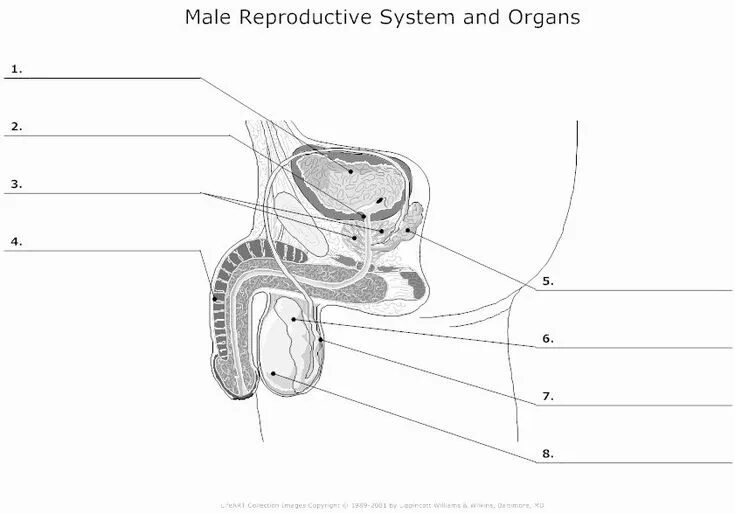 Половая система мужчины фото 50 The Female Reproductive System Worksheet Female reproductive system, Reproduc