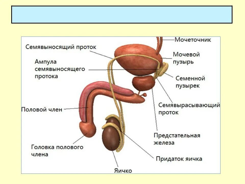 Половая система мужчины фото Презентация на тему: МЫШЕЧНАЯ СИСТЕМА