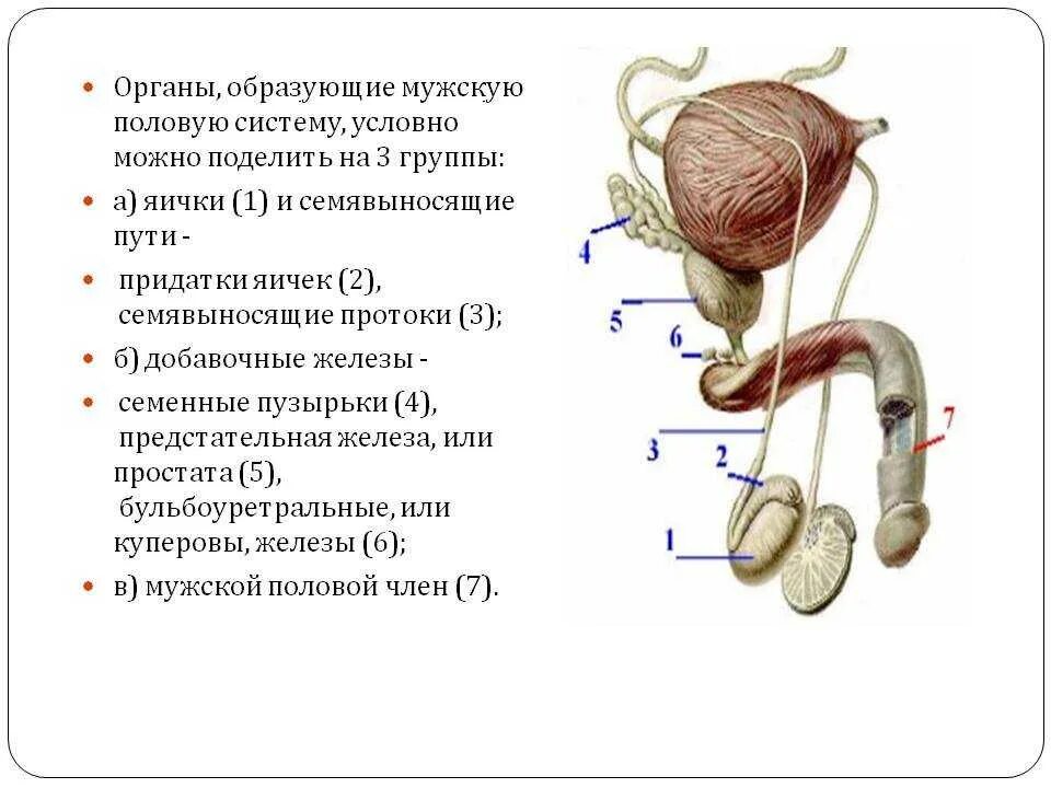 Половая система мужчины фото Из чего состоит мужская половая