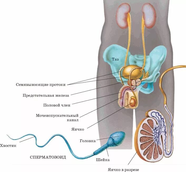 Половая система мужчины фото Читать онлайн книгу Биология многообразие живых организмов. 7 класс - В. Захаров