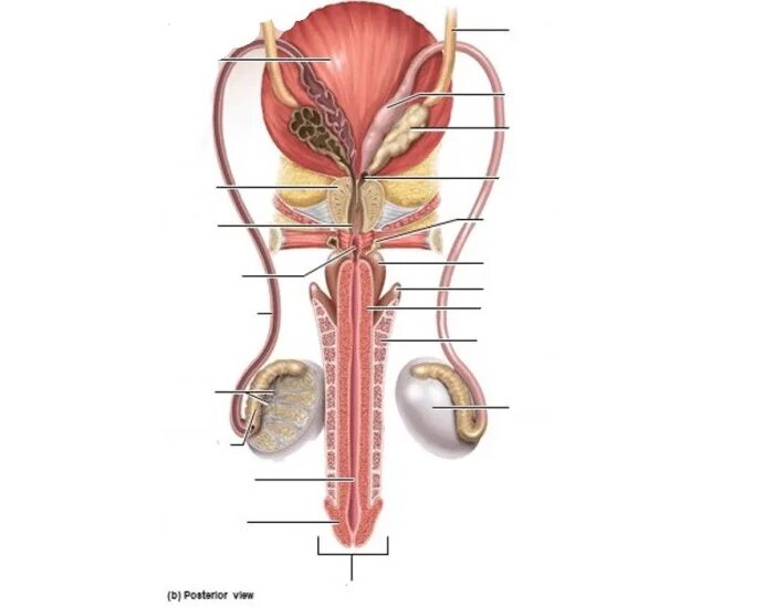 Половая система мужчины фото Male Reproductive system anatomy Quiz