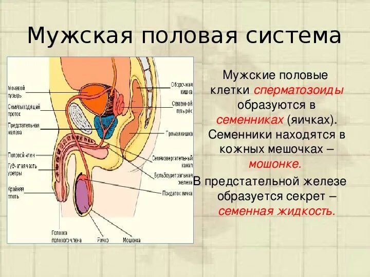 Половая система мужчины фото Презентация к уроку "репродуктивная система" 8 класс