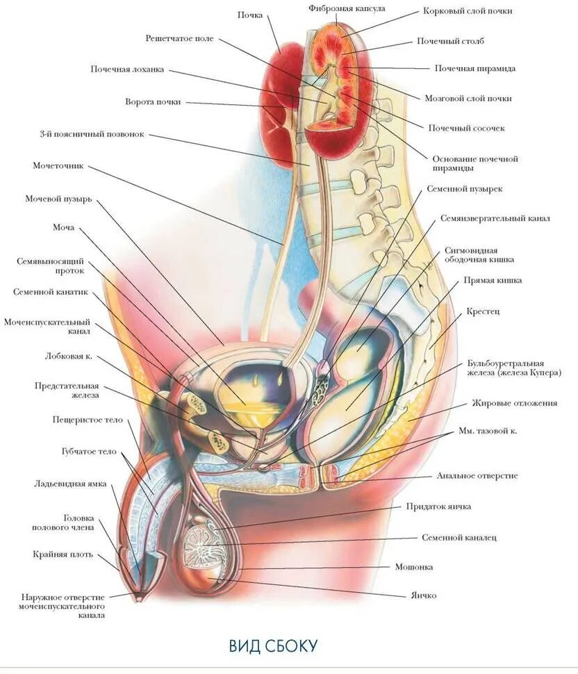 Половая система мужчины фото МУЖСКАЯ МОЧЕВЫВОДЯЩАЯ СИСТЕМА ВИД СБОКУ - МОЧЕПОЛОВАЯ СИСТЕМА - БОЛЬШОЙ АТЛАС АН