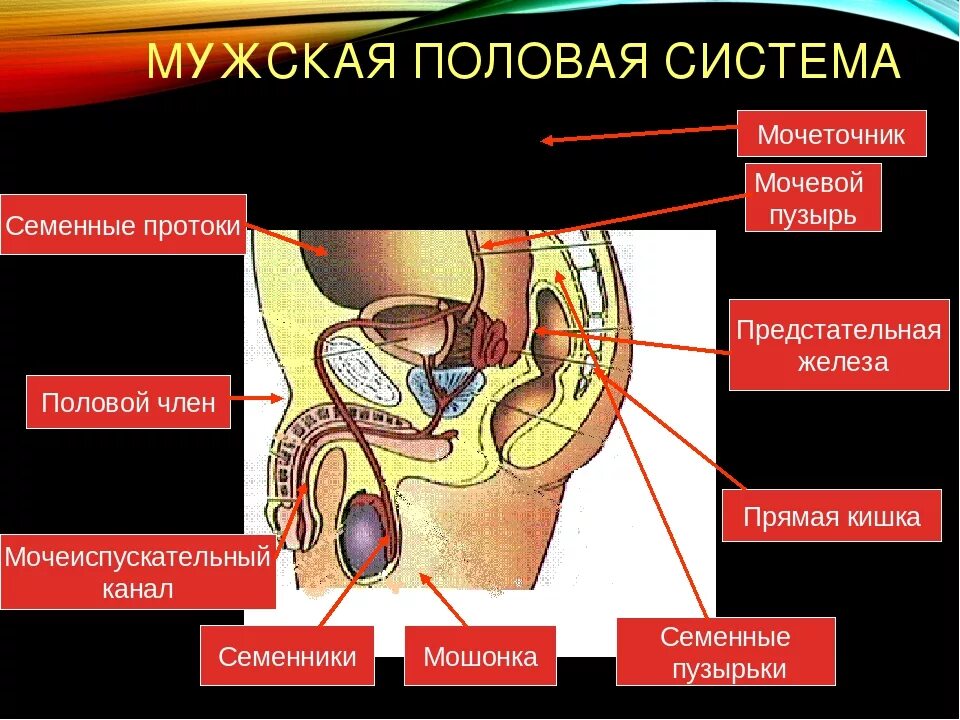 Половая система мужчины фото Картинки РЕПРОДУКТИВНАЯ СИСТЕМА ЧЕЛОВЕКА 8 КЛАСС БИОЛОГИЯ