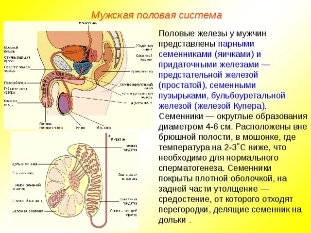 Половая система мужчины фото Презентация к уроку: "Размножение и развитие"