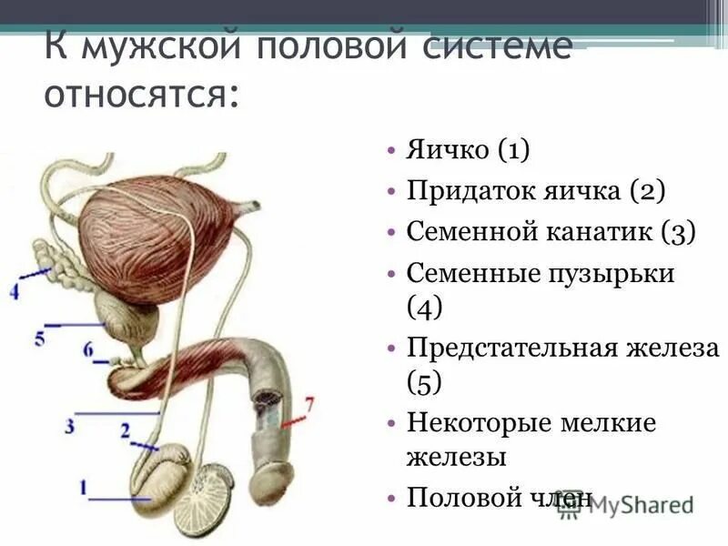 Половая система мужчины фото Семенной AnikStroy.ru