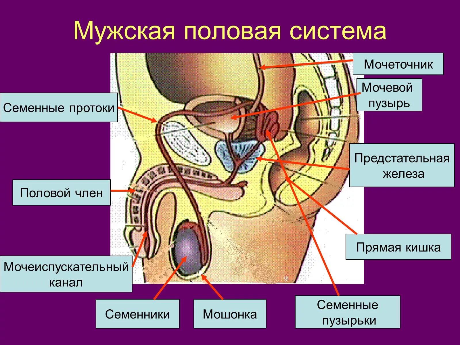 Половая система мужчины фото Мужские органы человека фото: найдено 87 изображений