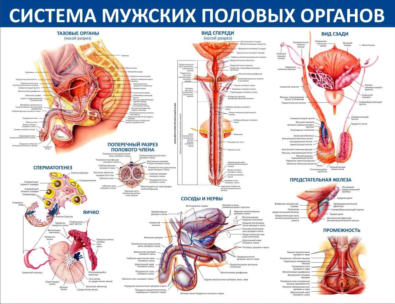 Половая система мужчины фото Медицинские стенды анатомия человека: шаблоны, примеры, оформления, макеты, диза