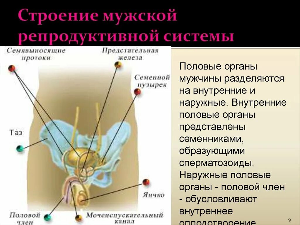 Половая система мужчины фото Половое строение мужчины и женщины: найдено 82 изображений