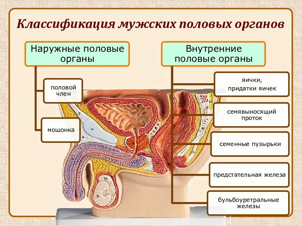 Половая система мужчины фото мужские половые органы organa genitalia masculina - презентация