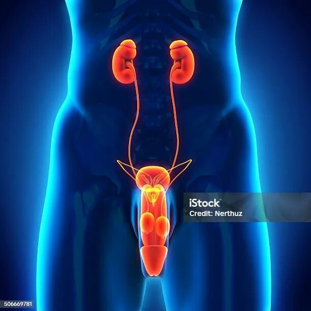 Половая система мужчины фото Anterior Or Front Xray View Of The Kidneys And The Ureter 3d Rendering Illustrat