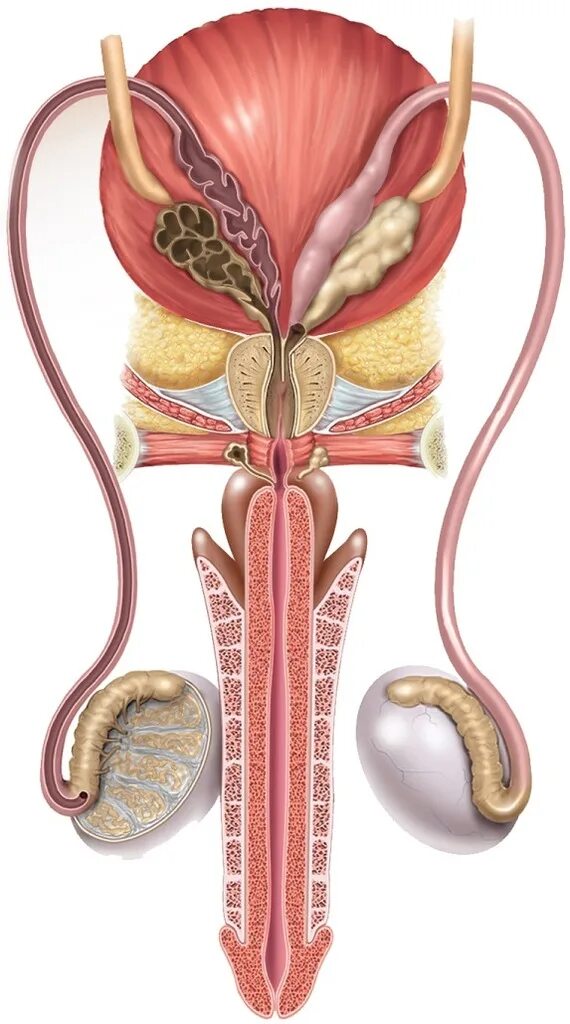 Половая система мужчины фото Correctly label the following parts of the male reproductive system. Diagram Qui