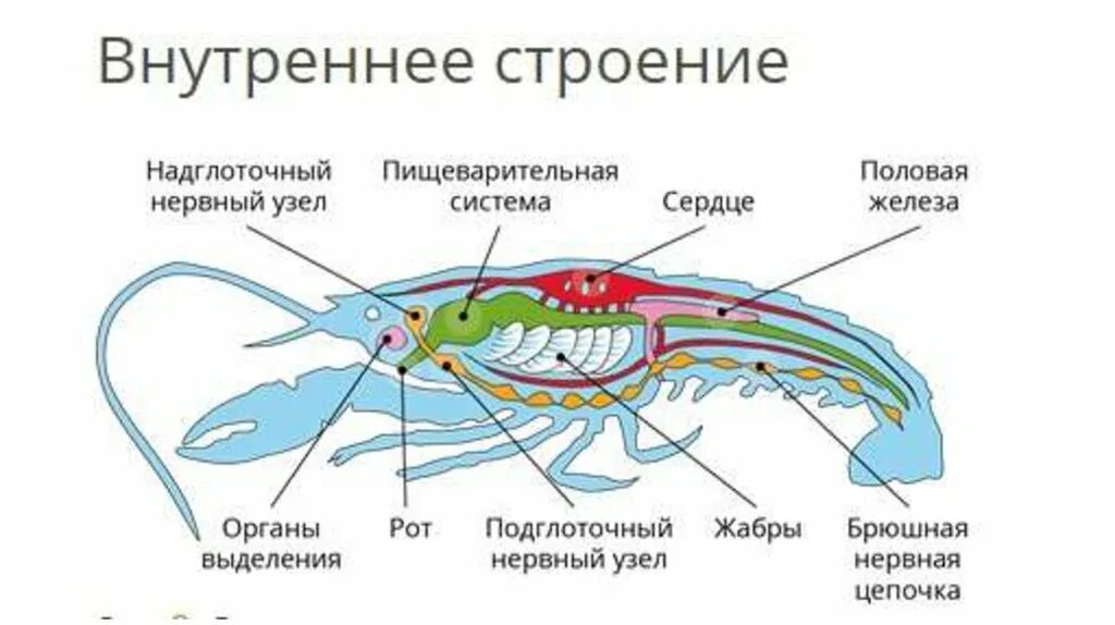 Половая система рака фото Пищеварительная система ракообразных схема