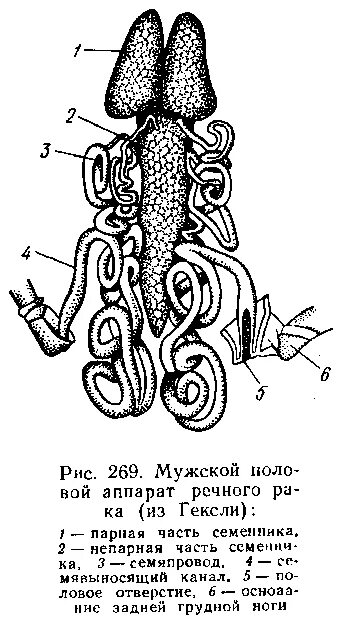 Половая система рака фото Половая система речного рака - MosRosa.ru