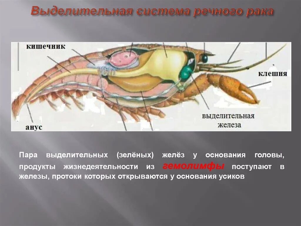 Половая система рака фото Картинки ОРГАНАМИ ДЫХАНИЯ РАКА ЯВЛЯЮТСЯ