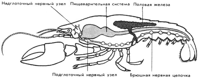 Половая система рака фото Тема: тип Членистоногие класс Ракообразные