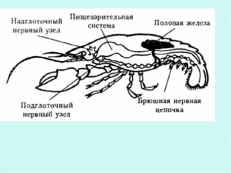 Половая система рака фото Картинки НЕРВНАЯ СИСТЕМА РАКООБРАЗНЫХ СОСТОИТ ИЗ