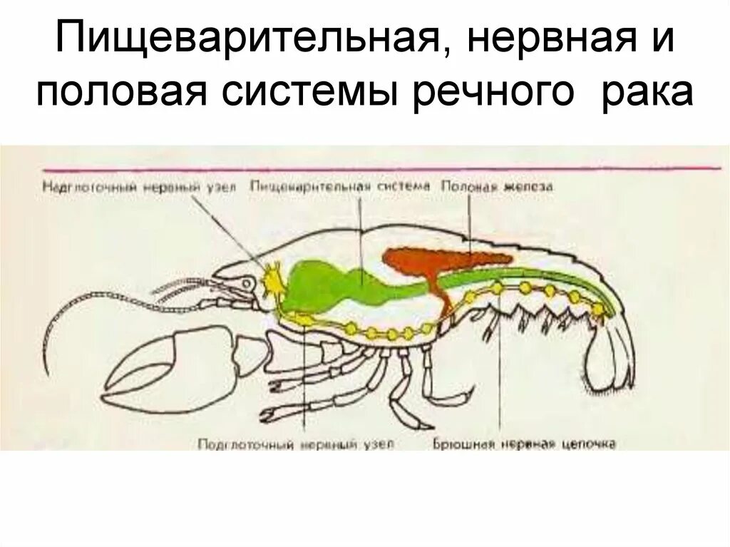 Половая система рака фото Пищеварительная система ракообразных схема