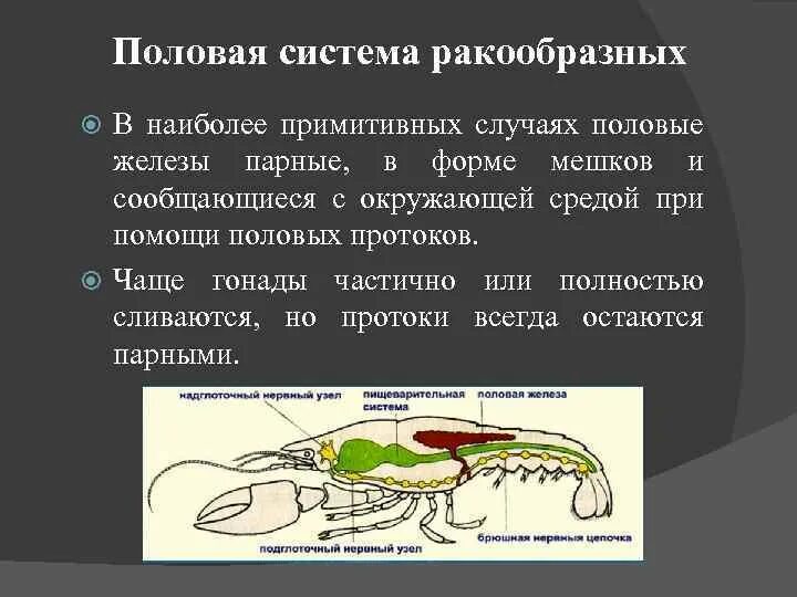 Половая система рака фото Раки раздельнополые