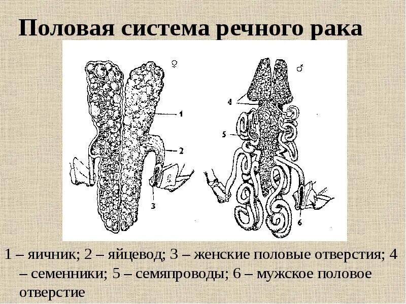 Половая система рака фото Членистоногие. Трилобитообразные и Ракообразные