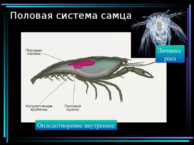 Половая система рака фото презентация по биологии "Тип Членистоногие. Класс Ракообразные." 7 класс