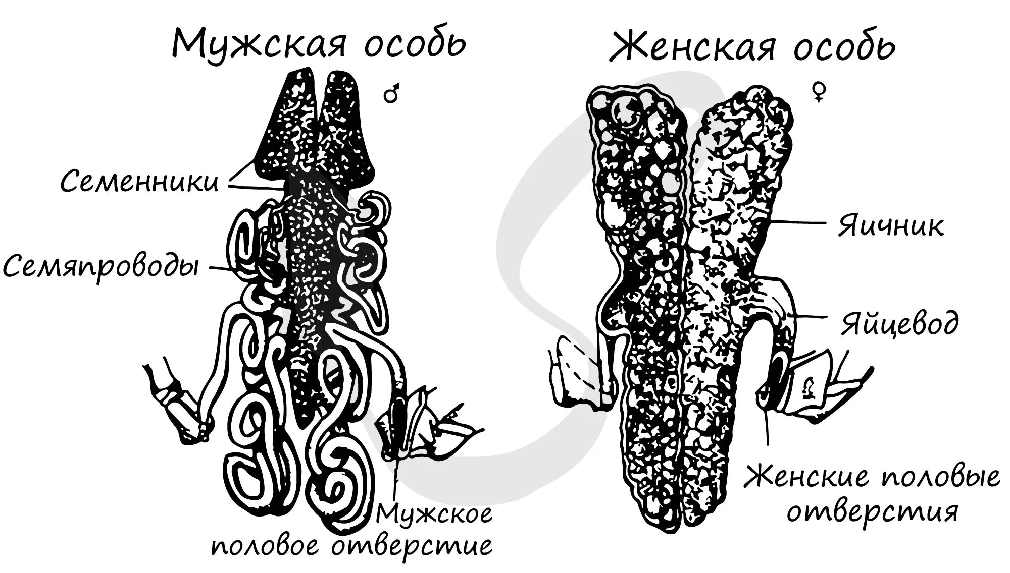 Половая система рака фото Класс ракообразные, подготовка к ЕГЭ по биологии