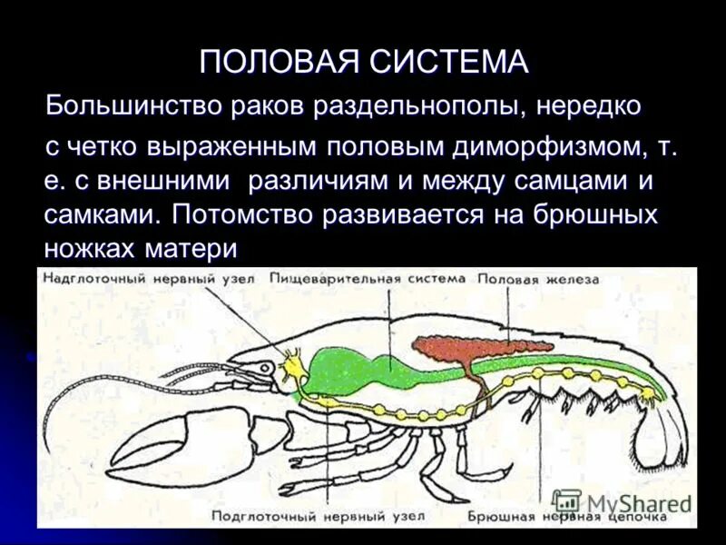 Половая система рака фото Раки раздельнополые