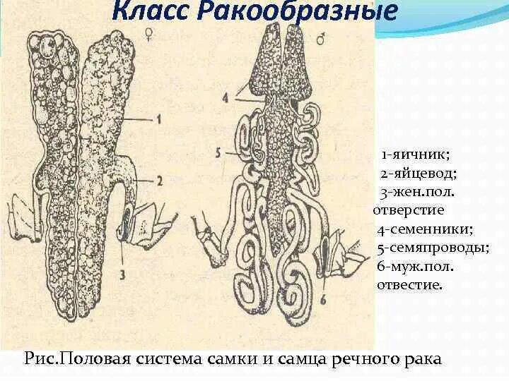 Половая система рака фото Половая система речного рака - MosRosa.ru