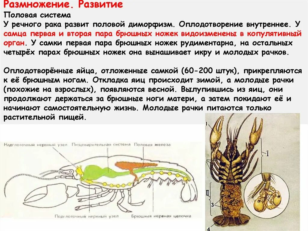 Половая система рака фото Отмена товара - Вопросы и ответы