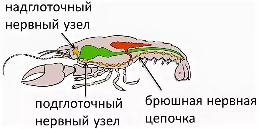 Половая система рака фото Класс Ракообразные