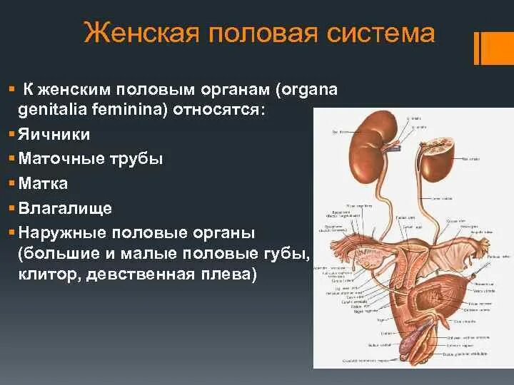 Половая система женщины фото Какие органы относятся к мочевыводящим органам: найдено 88 картинок