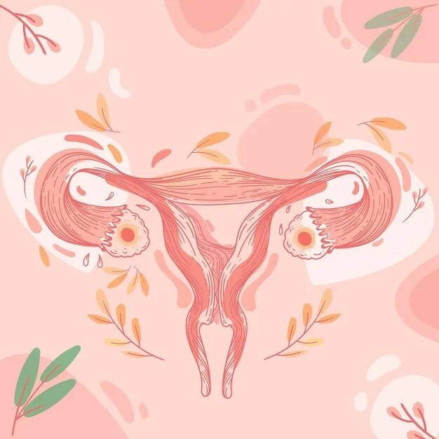 Половая система женщины фото Ovary: векторные изображения и иллюстрации, которые можно скачать бесплатно Free