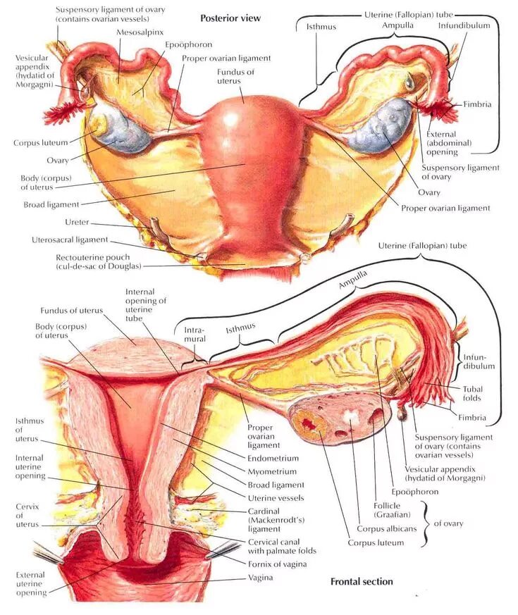 Половая система женщины фото Female reproductive system anatomy, Medical anatomy, Human body anatomy