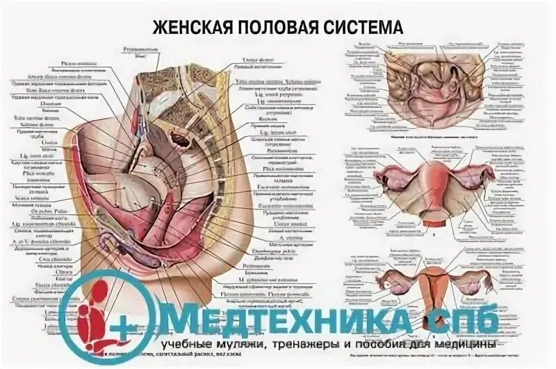 Половая система женщины фото Раздел: Плакаты анатомические (русский/латынь) интернет магазина медицинских ман