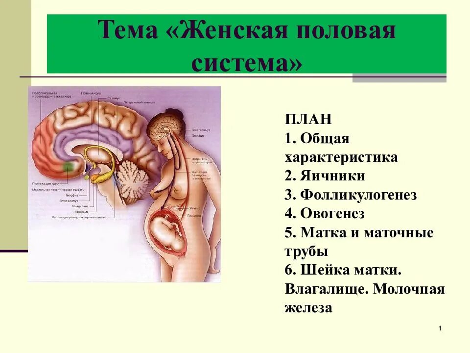 Половая система женщины фото Женская половая область: найдено 86 изображений