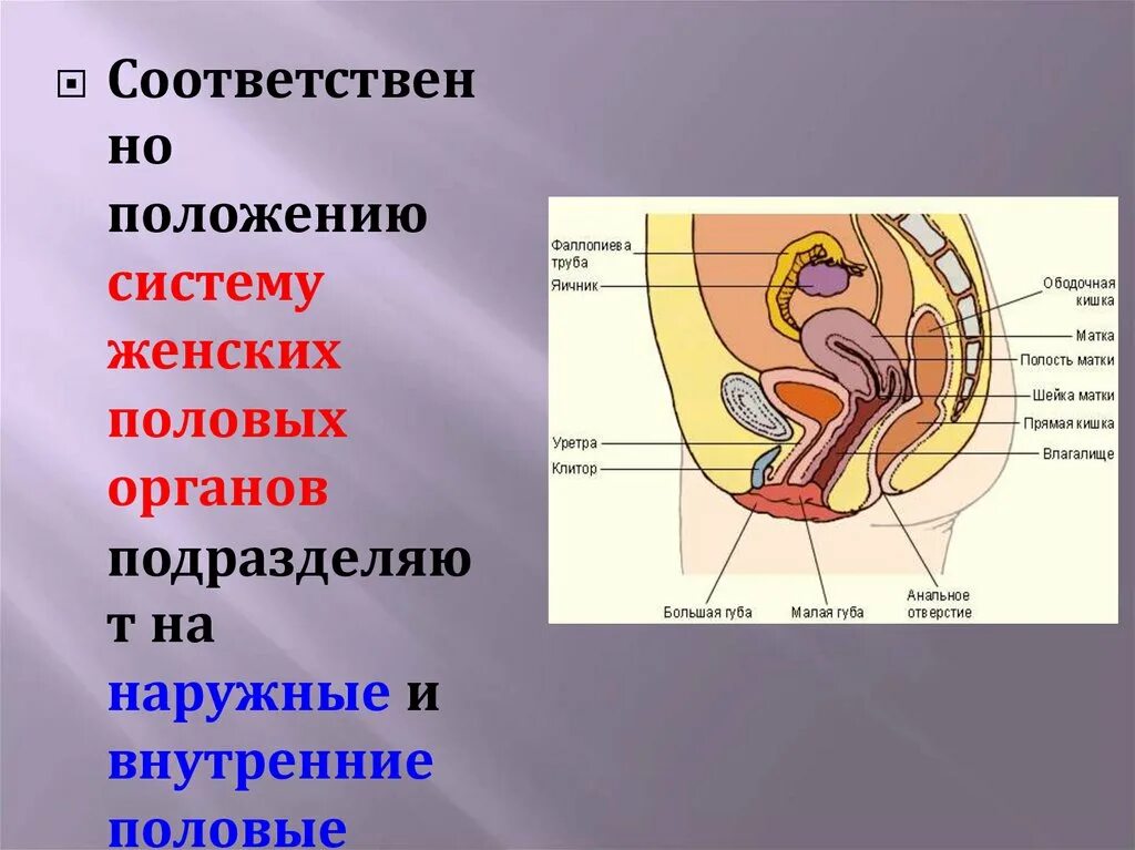 Половая система женщины фото Схема женской половой системы