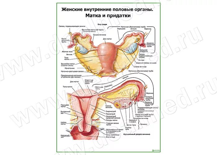 Половая система женщины фото Матка и придатки плакат матовый/ламинированный А1/А2 " купить, цена в Москве, оп