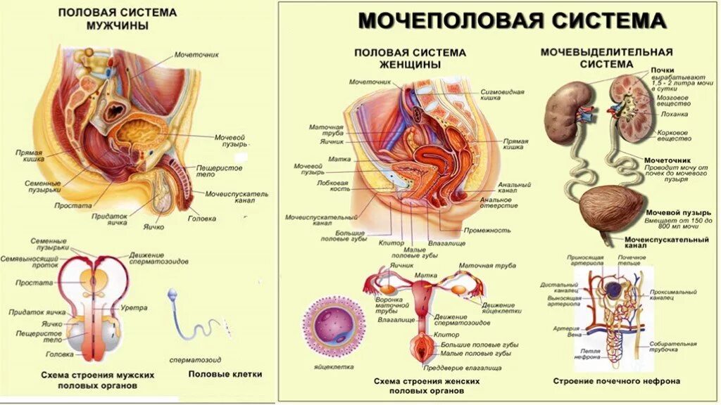 Половая система женщины фото Презентация "Заболевания мочеполовых органов" по медицине - скачать проект