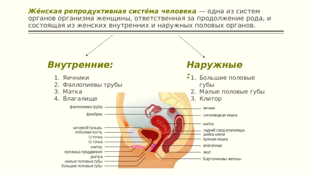 Половая система женщины фото Схема женской половой системы