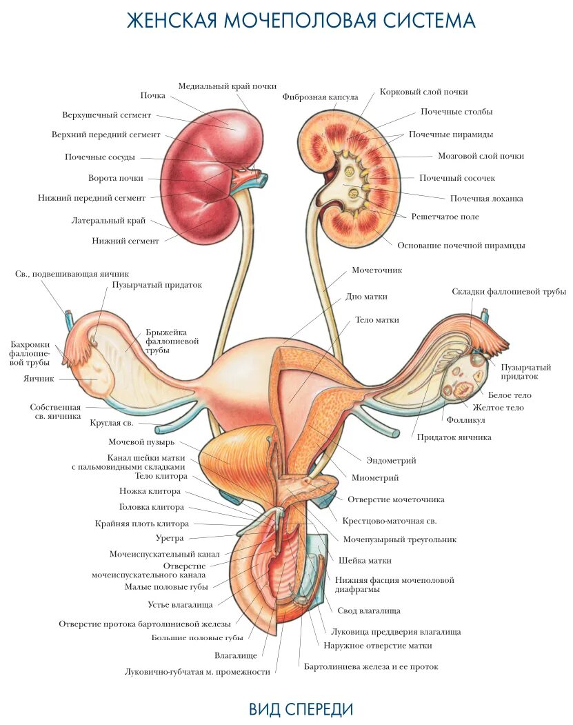 Половая система женщины фото Farmf литература для фармацевтов : Лекции " Мочеполовая система. Анатомический а
