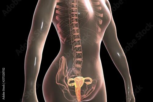 Половая система женщины фото Anatomy of female reproductive system, 3D illustration. Female gynecology organs